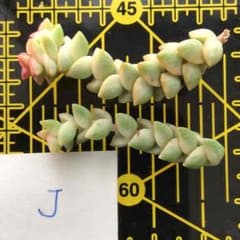 多肉植物 パステル 未発根 カット苗 Jのサムネイル