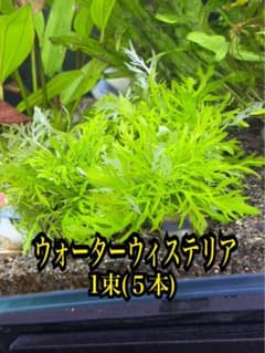 ウォーターウィステリア 1束(5本) 水中葉 無農薬 メルカリ便 - メルカリ