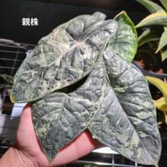 アロカシア ドラゴンスケール 斑入り 子株 発根済み トリカラー 斑入り】Alocasia dragon scale / アロカシア ドラゴンスケール②
