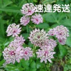 アストランティアローマ苗のサムネイル
