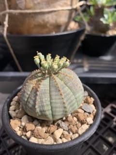 ユーフォルビア　オベサのサムネイル
