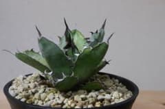 Agave titanota Black & Blueのサムネイル