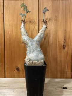 キフォステンマ　ベティフォルメ　ソマリアのサムネイル