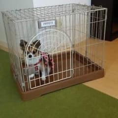 犬のゲージのサムネイル
