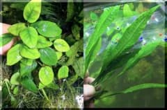水草 セット アソート ランダム５種のサムネイル