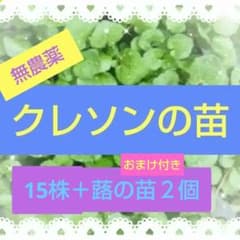 クレソン苗のサムネイル