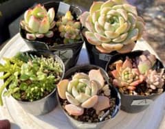 K.多肉植物　多肉セット　寄せ植え　初心者向け　多肉弁当のサムネイル