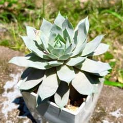 美株】多肉植物 センペルビウム 抜き苗（大株・約10cm） - メルカリ