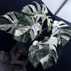 斑入りモンステラ ホワイトタイガー極美大株67cm白斑多 - メルカリ