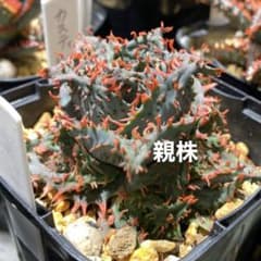s*u様 アロエ ハイブリッド 実生 子株 カスティロニアエ hybrid - メルカリ