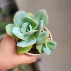 白鳳 大苗 抜き 多肉植物 - メルカリ