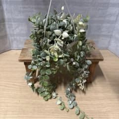 ☘観葉植物☘ディスキディア ㉟ ヌンムラリア 斑入り バリエガータ