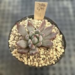 多肉植物☆ 青鬼 匿名配送 - メルカリ