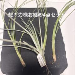 tillandsia 想※力様専用4点まとめセットのサムネイル