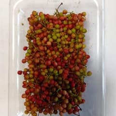 実山椒 摘みたてのサムネイル