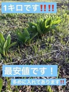 新鮮な行者にんにく！アイヌネギ！1キロ！のサムネイル
