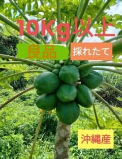 青パパイヤ 沖縄産　☆送料無料☆のサムネイル