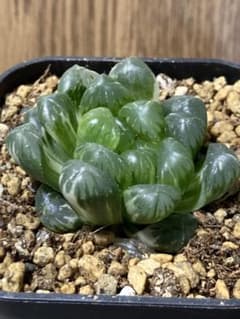 ハオルチア オブツーサ錦 トト紫錦 ぶぶ紫錦 ① - メルカリ