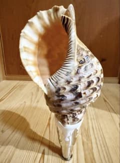 コンパクト修験道法螺貝 山伏 密教 魔除け 熊よけ❣️ほら貝