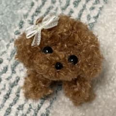 トイプードル レッド ブラウン ちょこんとお座り モールドールのサムネイル