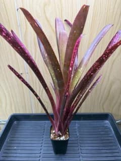 #4 Billbergia 'Hallelujah'Hybridのサムネイル