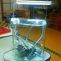 本日限定価格3000→2500円水槽（ALLガラス）のサムネイル