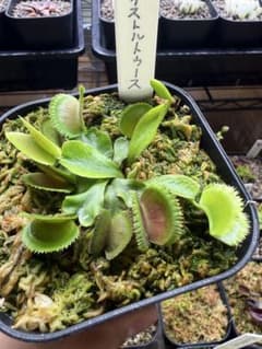 ハエトリソウ ブリストルトゥース 親株鉢植えのまま発送 まとめ買い
