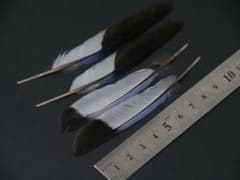 ヤマショウビンの初列風切羽根　鳥の羽根のサムネイル