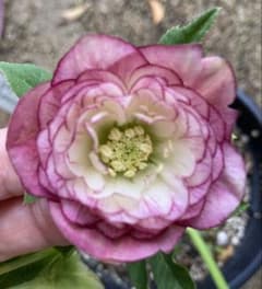 加藤農園 クリスマスローズ レッドエンジェル交配 ピンク