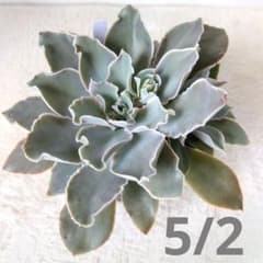 多肉植物 ♀シャビアナペレグリナ ♂銀明色のサムネイル