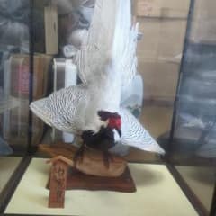 白冠鳥 インテリア 剥製 - メルカリ