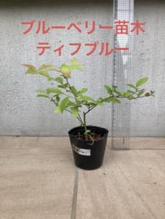 ①ブルーベリー挿し木苗　ティフブルー（ラビットアイ系）のサムネイル