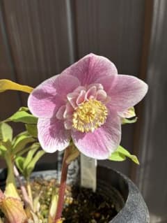 ♡広瀬園芸♡ 充実株シリーズ③ベビーピンクセミダブル ソレイユ系