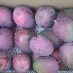 今季最終 摘果マンゴー 青マンゴー 5.5kg 200g以上 - メルカリ