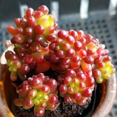 多肉植物♥゛レッドベリー 抜き苗 レッドベリー綴化 エケベリア 抜き苗 | 多肉植物カット苗の通販