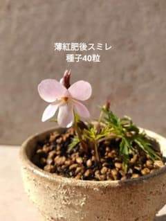 薄紅肥後 スミレ 種子40粒 ★匿名配送 配送状況確認可★ すみれのサムネイル