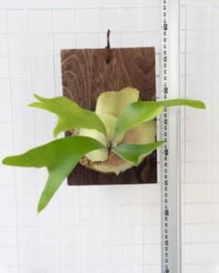 現品【アルシコネ】 コウモリラン ビカクシダ ☆板付 BI0170 - メルカリ