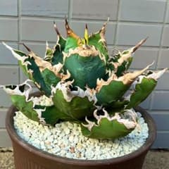 アガベ 特選・小雨新白鯨 胴切り子株 カキコ pupのサムネイル