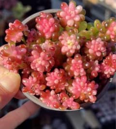 多肉植物 レッドベリー錦1ポット ポット10センチ 訳あり 土付き写真