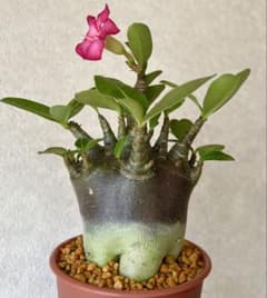 激レア/ブラックスキン/極太/ドワーフ 】アデニウム カピ 鉢植えA-6