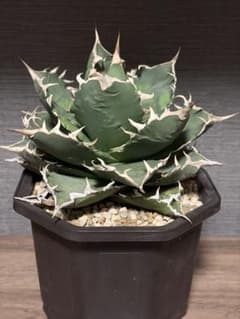 アガベ オアハカ 現地球 親株 - メルカリ