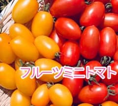 アイコミニトマト ２色ミックス　完熟　畑直送のサムネイル