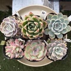 【めかぶです】多肉植物４点セット めかぶ様専用です】多肉植物4点セット 【公式通販】