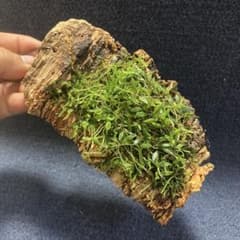 ら*む様 【日本着生ラン原種】　モミラン　コルク着け　徳島県産 こ*ん様 【日本着生ラン原種】 モミラン コルク着け 徳島県産 - メルカリ