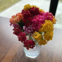 カランコエ　可愛いお花の苗です。3本になりますのサムネイル