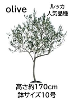 オリーブの木　ルッカ　10号　約170cm　NO.1106　人気品種　現品掲載 オリーブの木 ルッカ 10号 約170cm NO.1106 人気品種 現品掲載 - メルカリ