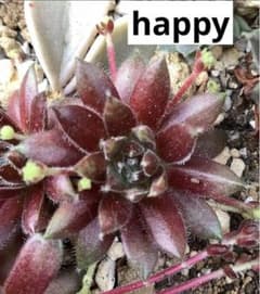 センペルビウム　happy 抜き苗のサムネイル
