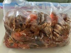 釣り餌冷凍ヤドカリ 大きいサイズのサムネイル