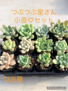多肉植物 つぶつぶ屋さん♡小苗セット - メルカリ