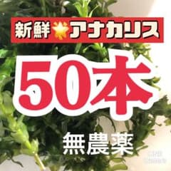 天然 アナカリス 50本 無農薬 - メルカリ